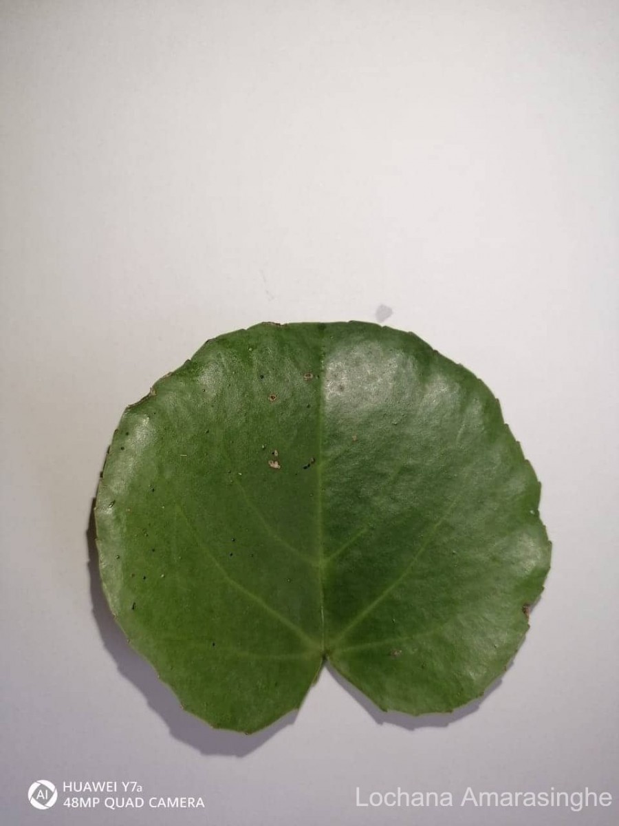 Cissus rotundifolia Vahl